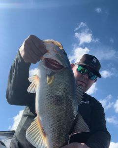 Lake Guntersville Bass Fishing