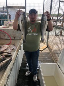 Striper Bass Blast In Lake Texoma