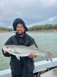 Lake Texoma Fishing Guides for Striped Bass