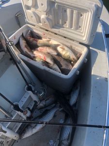 Kingston Fishing Adventure Haul