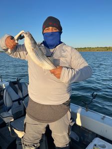 Catch the Moment: Striped Bass In Texoma 