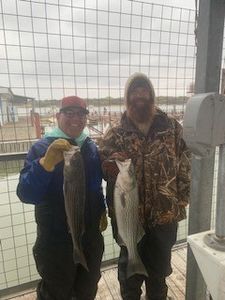 Striped Bass from Lake Texoma Fishing