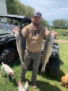 Striped Bass from Lake Texoma Fishing 