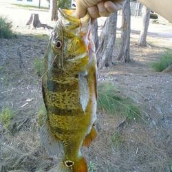 Another peakCock bass