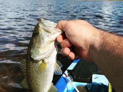 Backcountry Fishing Adventures: Florida's Finest