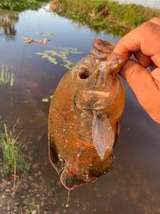 Backcountry Fishing Escapades