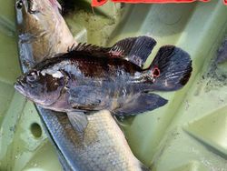 Tiger Oscar’s the new pan fish on steroids 