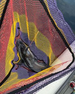 Reel in adventure in the Everglades’ wild waters.