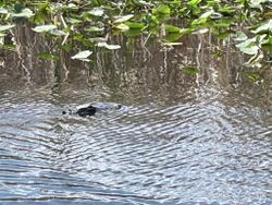Alligator swimming in water near mangrove vegetation in Weston FL
