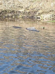 American alligator swimming in shallow water near muddy bank in Weston FL