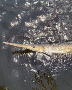 Atlantic Needlefish fishing in FL