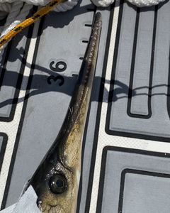 Atlantic Needlefish in Weston