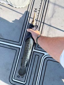Florida gar caught fishing in Weston FL being measured on boat deck