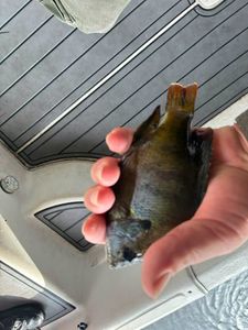 Hand holding freshly caught fish on boat in Weston FL