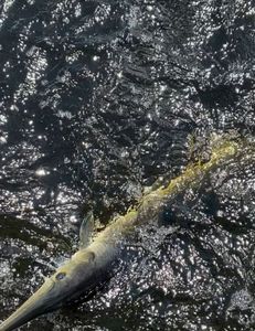 Scenic view of Weston with fishing and tours