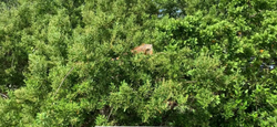 Kayak Tours: Everglades Wilderness Exploration