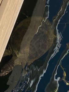 Soft  shell turtles amazing wildlife 