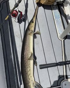 Longnose gar fishing in Weston