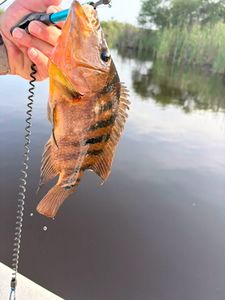 Mexican Mojarra fish caught in Weston FL waters being held above lake