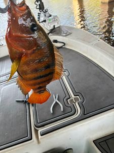 Mexican Mojarra fish caught while fishing in Weston FL displayed on boat deck