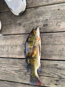 Fresh caught peacock bass on wooden dock with fishing net in Weston FL