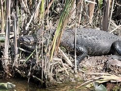Large alligator resting among marsh grass and reeds near water in Weston FL
