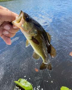 Fishing tour in Weston
