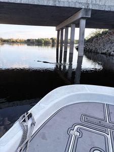 Alligator swimming in calm waters near concrete bridge in Weston FL