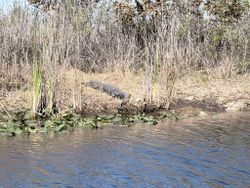 Alligator resting on muddy bank beside flowing water in Weston FL wetland area