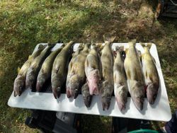 Fresh Lake Erie walleye limit | NY fishing charter