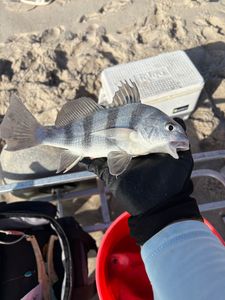 Black drum fish caught while fishing in Palm Bay Florida