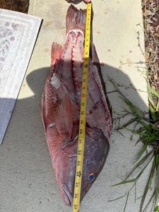 Two fish caught while fishing in Florida