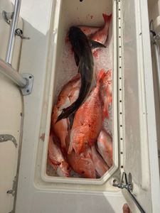 Fresh caught cobia and red snapper fish in boat cooler with ice from Port Isabel TX fishing trip