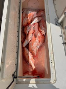 Fresh caught red snapper fish in cooler with ice from Port Isabel TX fishing trip
