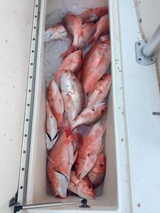 Red snapper fishing catch in cooler from Port Isabel TX showing multiple fish on ice