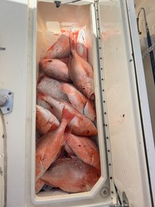 Fresh caught red snapper fish stored in white cooler with ice on fishing boat in Port Isabel TX