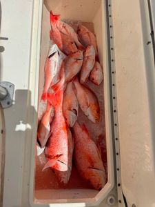 Fresh caught red snapper fish in boat cooler from Port Isabel TX fishing trip