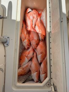 Fresh caught red snapper in cooler on ice from Port Isabel TX fishing trip