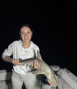 Bonnethead shark caught while fishing in FL