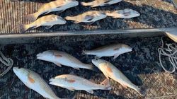 Redfish Caught in Rockport, Texas