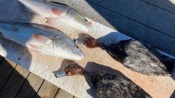 Fishing for Redfish in Rockport, Texas