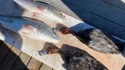 Redfish caught in TX