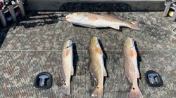 4 fish caught in Rockport