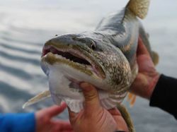 Lake Michigan Trout Fishing