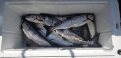 3 fish caught in 60096 location