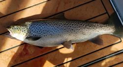 A rainbow trout fish caught while fishing in MI