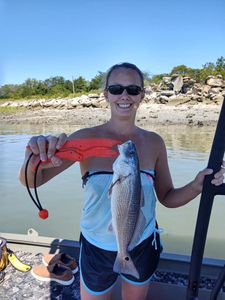 Redfish caught in Beaufort