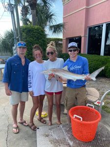 Atlantic Sharpnose Shark, a 34-inch fish caught while fishing in FL