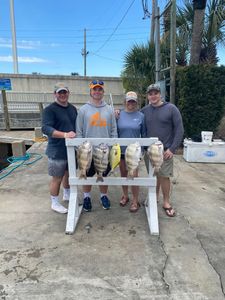 Four sheepshead and black drum fish caught while fishing in Florida