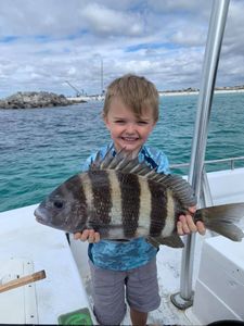 Sheepshead fish caught while fishing in FL